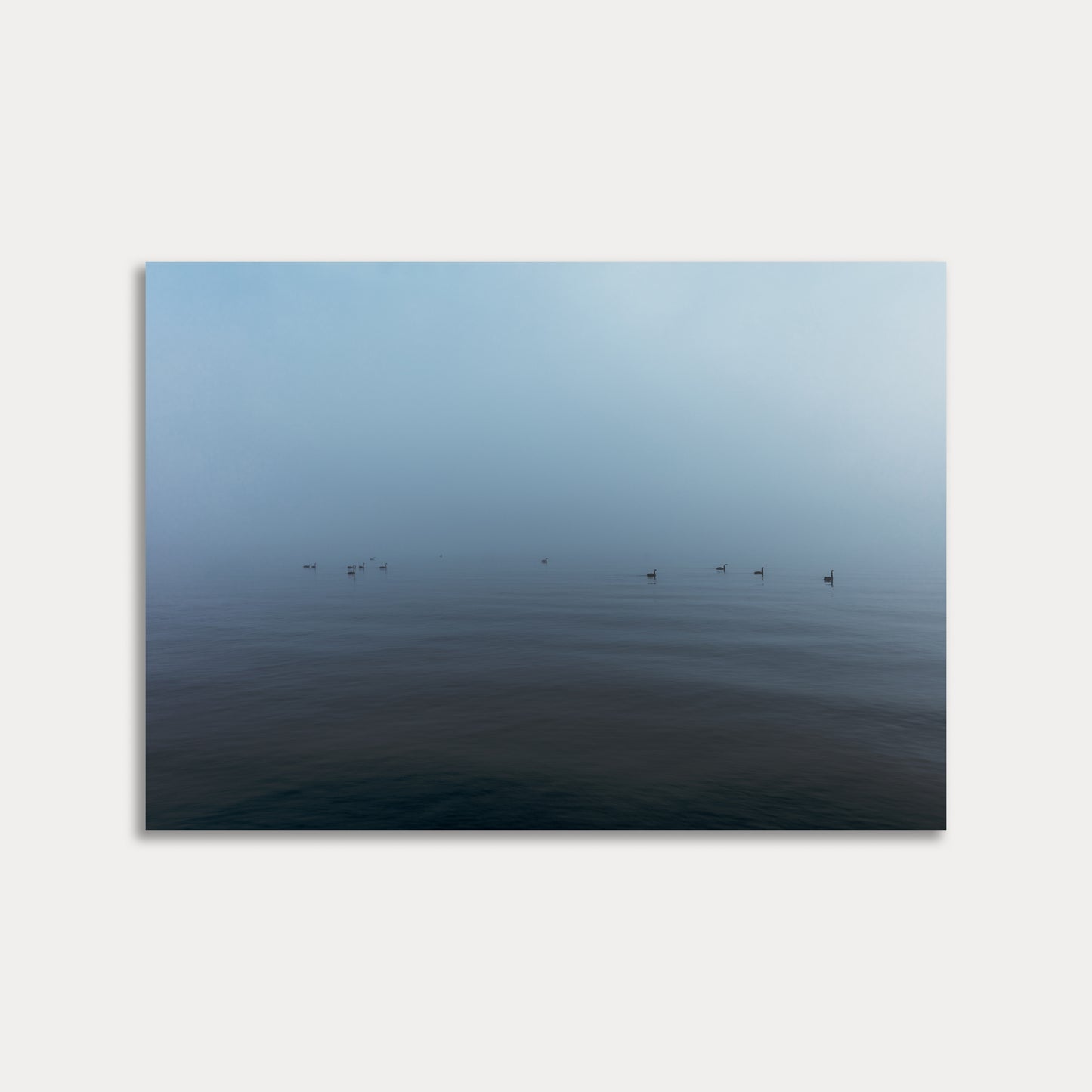 WESTMERE SWANS