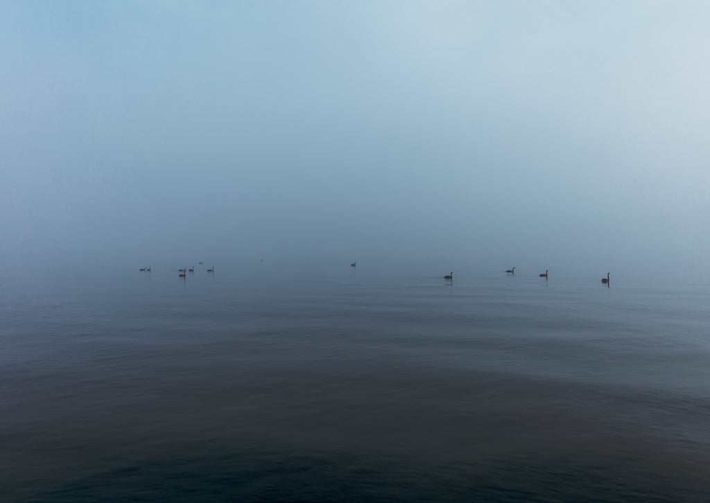 WESTMERE SWANS