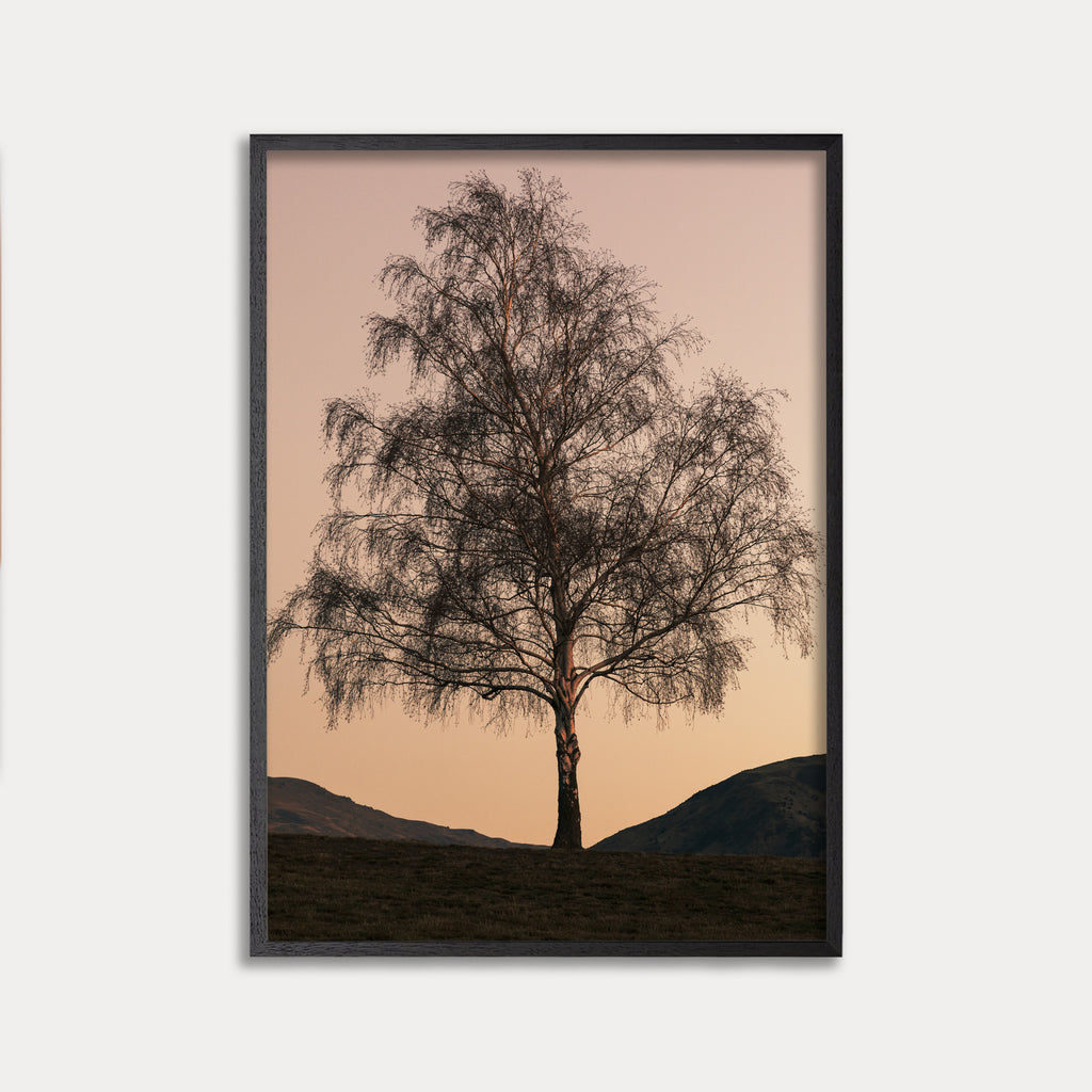 WANAKA TREE