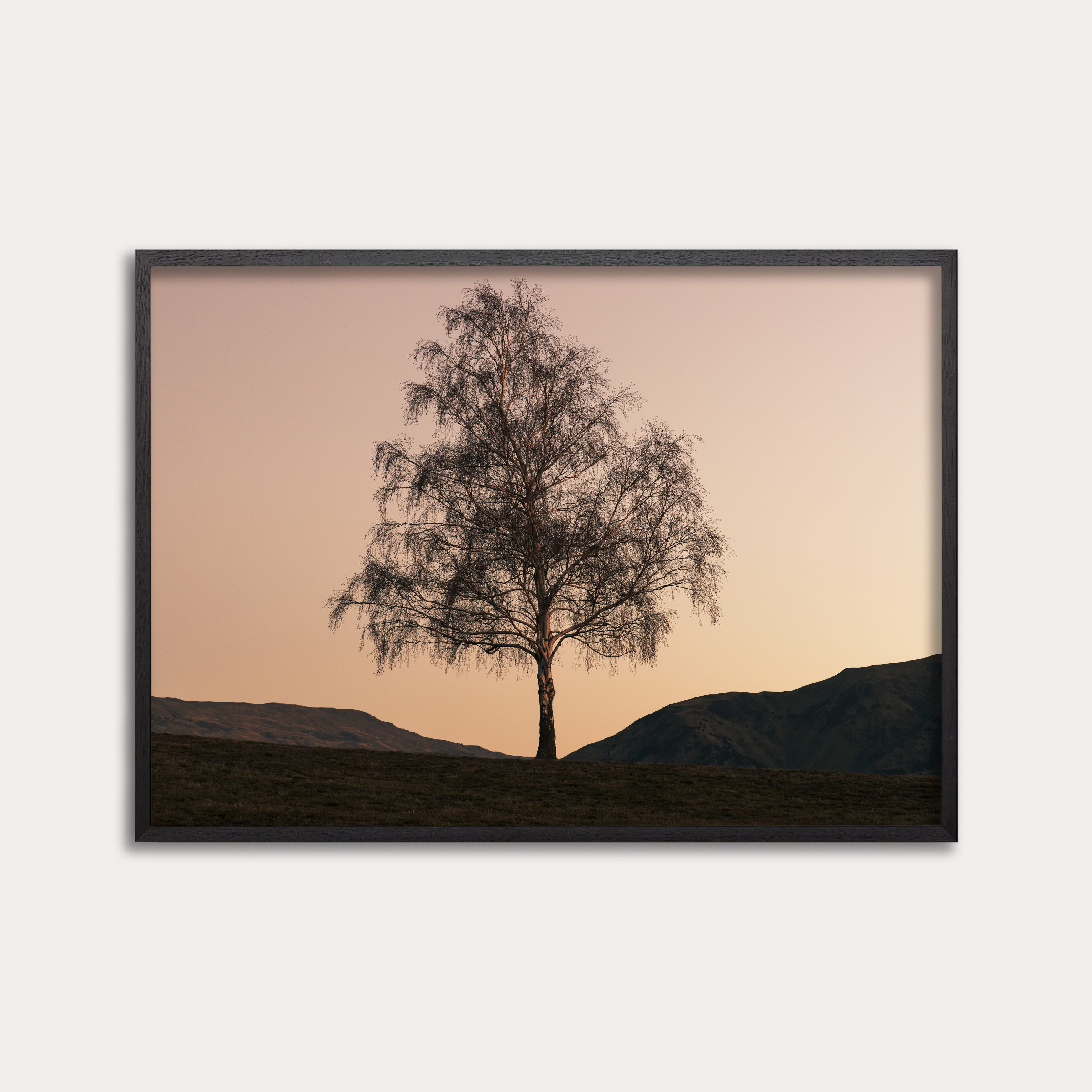 WANAKA TREE