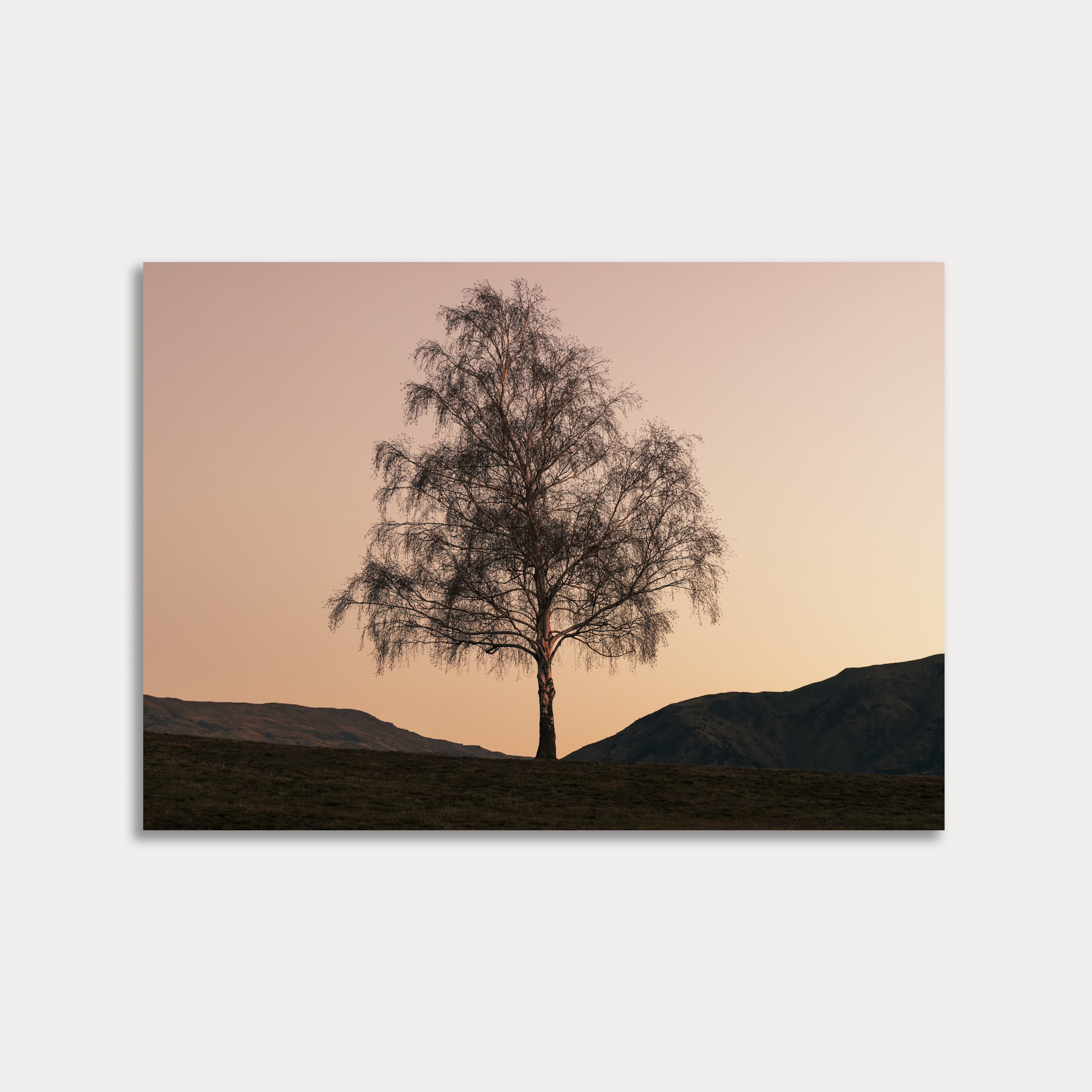 WANAKA TREE